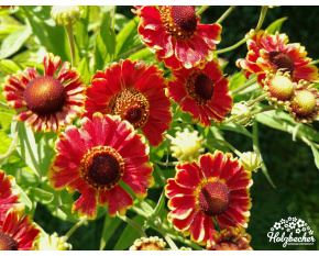 Helenium autumnale ‘Bandera’