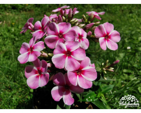 Phlox paniculata ‘Early Pink Candy’