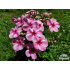 Phlox paniculata ‘Early Pink Candy’