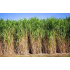 Miscanthus × giganteus