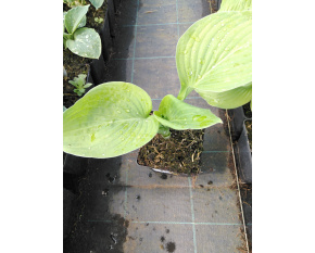 Hosta ‘Guacamole’