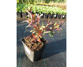Gaura lindheimeri ‘Siskiyou Pink’