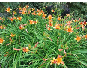 Hemerocallis ‘Frans Hals’