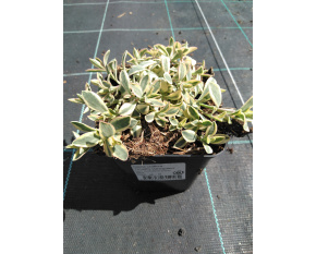Silene uniflora ‘Druett's Variegated’