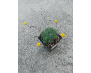 Cotula hispida