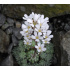 Saxifraga cochlearis ‘Major’
