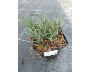 Lavandula x intermedia ‘Edelweiss’