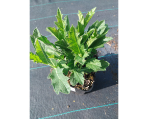 Verbena rigida P9x9