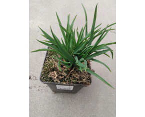 Hemerocallis ‘Stella d'Oro’