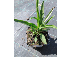 Echinacea paradoxa