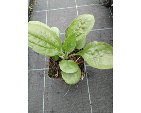 Rudbeckia fulgida ‘var.deamii’