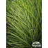 Miscanthus sinensis ‘Morning Light’