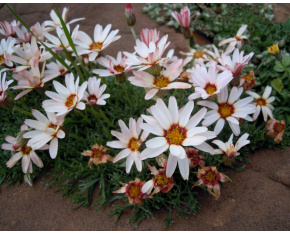 Chrysanthemum catananche