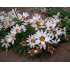 Chrysanthemum catananche