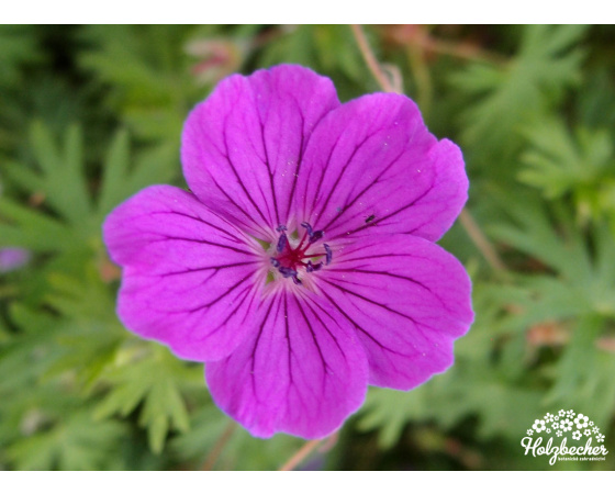 Geranium sanguineum ‘Tiny Monster’