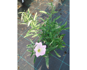 Oenothera speciosa ‘Siskiyou Pink’