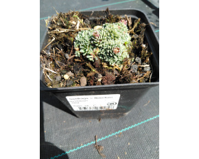 Saxifraga × fleischeri