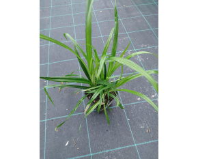 Carex pendula