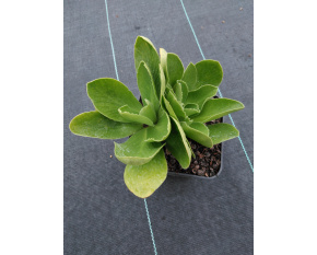 Primula x pubescens