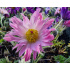 Pulsatilla hybr. ‘Papageno’