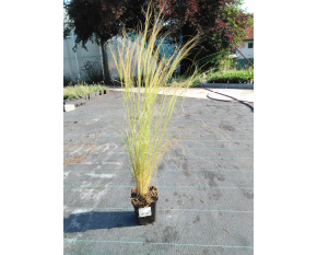 Stipa tenuissima ‘Pony Tails’