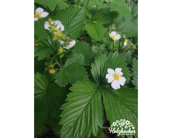 Fragaria vesca ‘Alexandria’