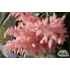 Astilbe japonica ‘Peach Blossom’
