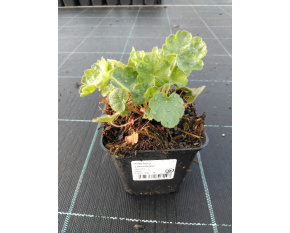 Heuchera ‘Leuchtkäfer’