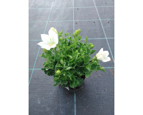 Campanula carpatica ‘White Clips’