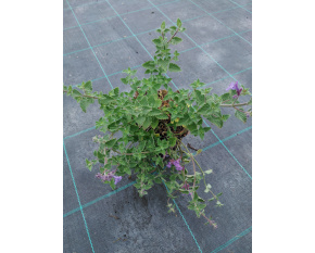 Nepeta × faassenii ‘Kit Cat’