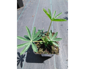 Lupinus polyphyllus ‘Gallery White’