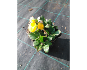 Calceolaria sp. Patagonia