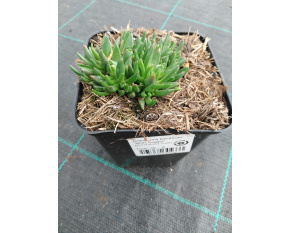 Delosperma basuticum ‘White Nugget’