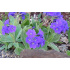Primula marginata