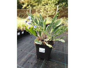 Cynoglossum amabile