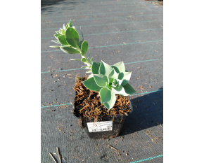 Euphorbia myrsinites