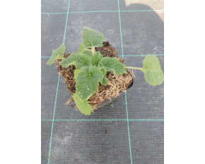 Teucrium hircanicum