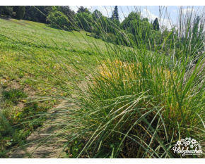 Festuca mairei