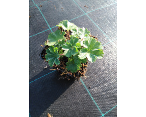 Alchemilla erythropoda
