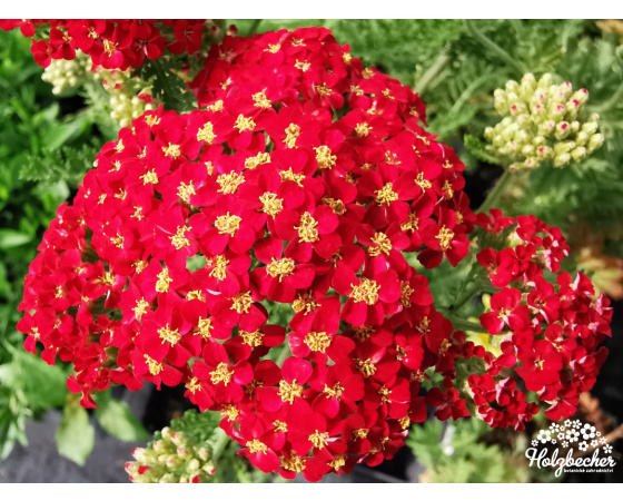 Achillea millefolium ‘Paprika’