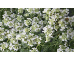 Pycnanthemum pilosum