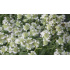 Pycnanthemum pilosum