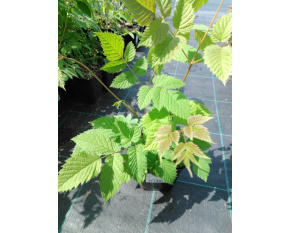 Aruncus dioicus