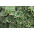 Saxifraga pubescens ‘ssp. iratiana’