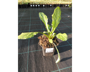 Ajuga reptans