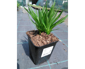Liatris spicata ‘Alba’