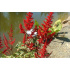 Astilbe ‘Etna’