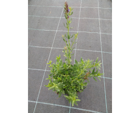 Hyssopus officinali ‘sssp. aristatus’