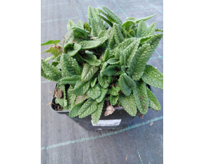 Stachys officinalis ‘Ukkie’