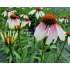 Echinacea ‘Pretty Parasols’